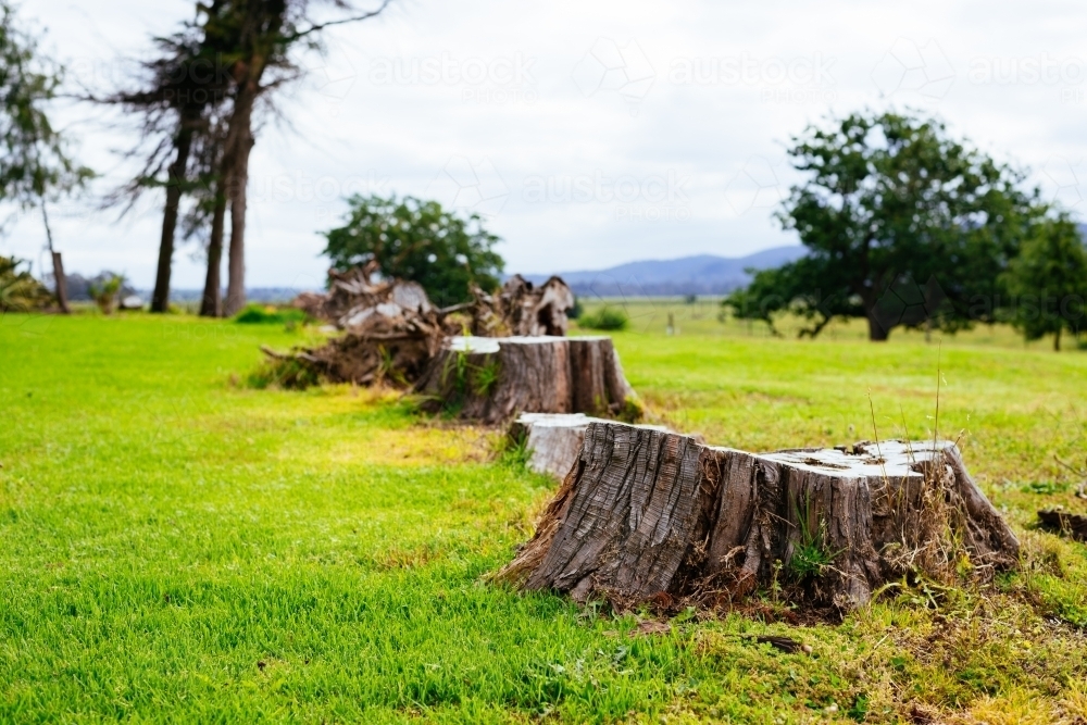 Stumps left on the ground after logging - Australian Stock Image