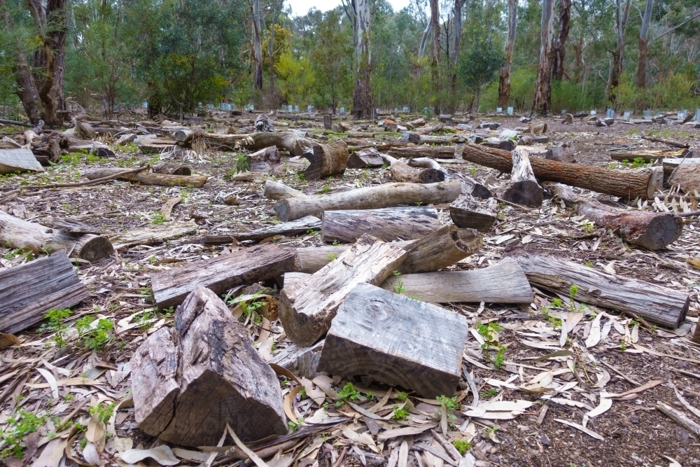 Stumps left on the ground after logging - Australian Stock Image
