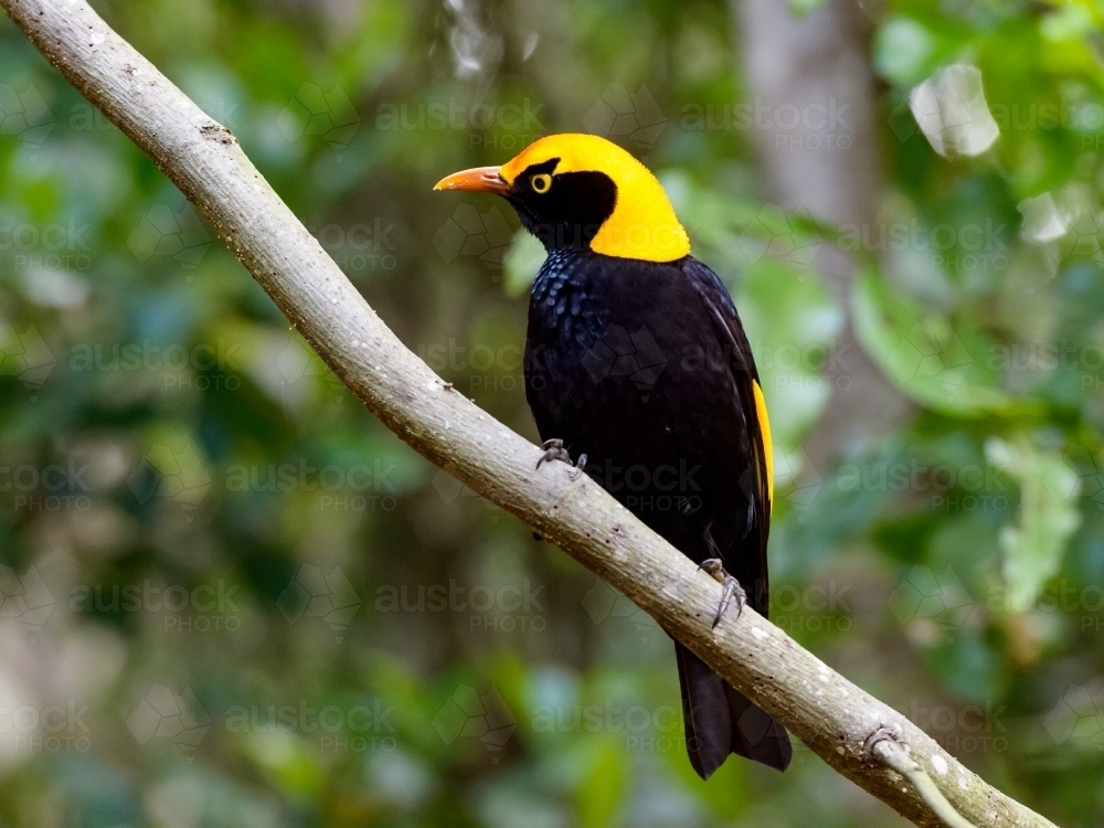 Stunning black and yellow Regent Bower Bird on branch with blurred forest in background. - Australian Stock Image