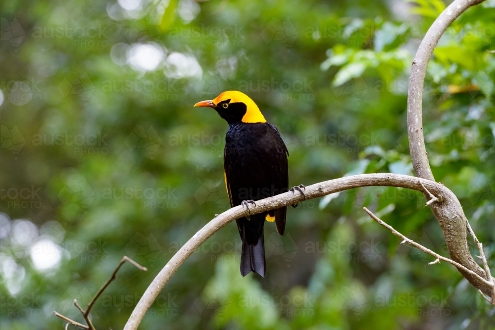 Stunning black and yellow Regent Bower Bird with blurred forest and bokeh in background - Australian Stock Image
