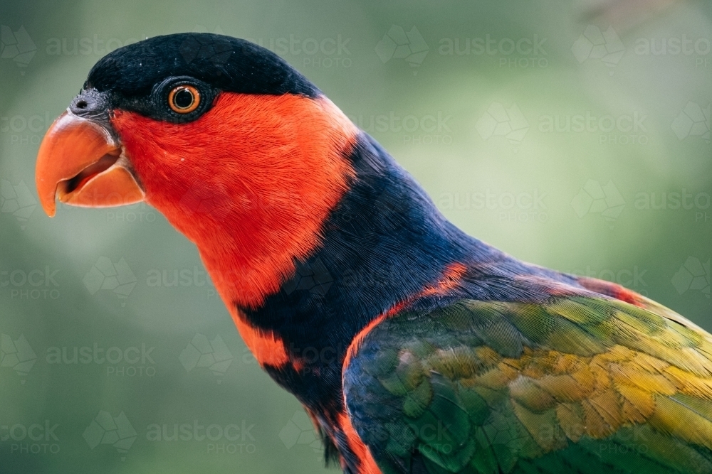 Stunning coloured parrot. - Australian Stock Image