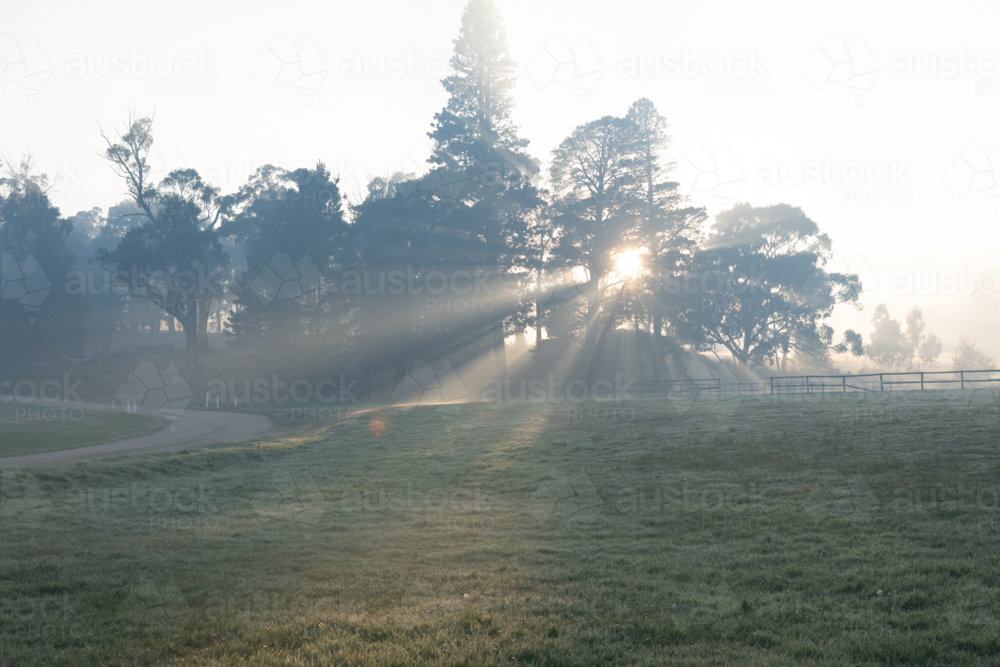 stunning morning light filtering through the trees - Australian Stock Image
