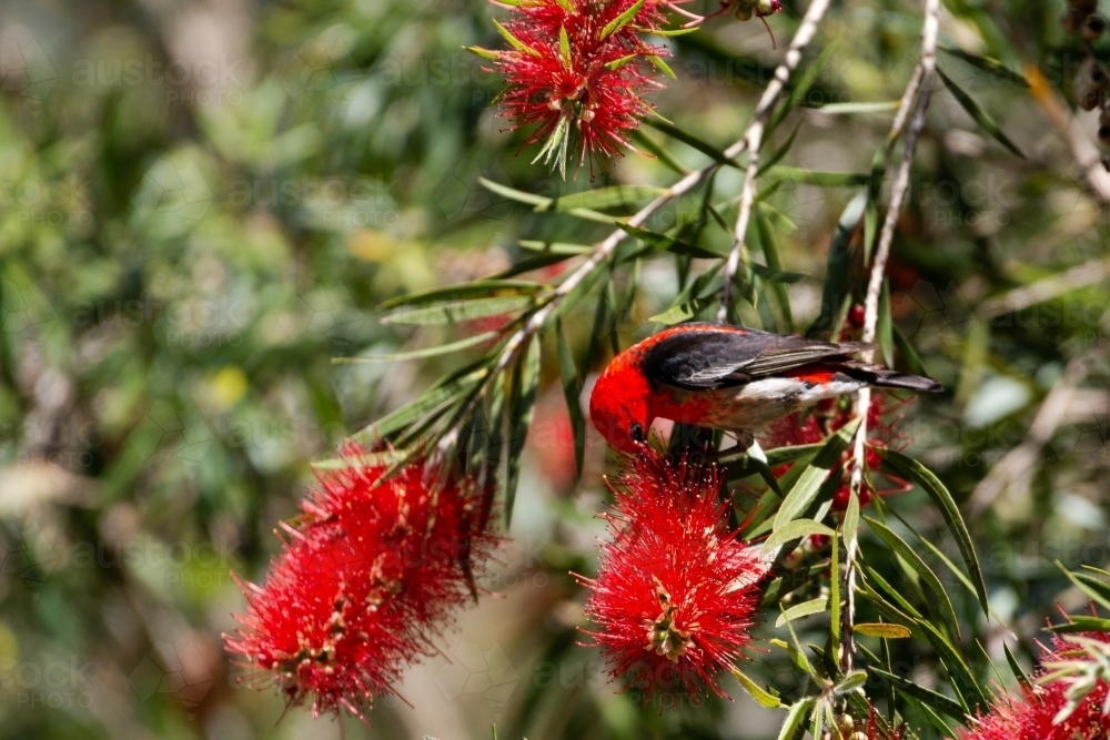 Stunning Scarlet Honeyeater on feeding red flowering callistemon - Australian Stock Image