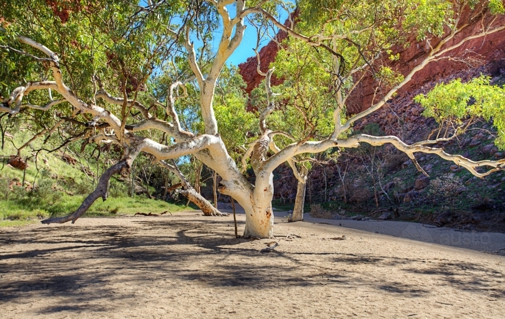 Stunning tree at Simpsons Gap - Australian Stock Image