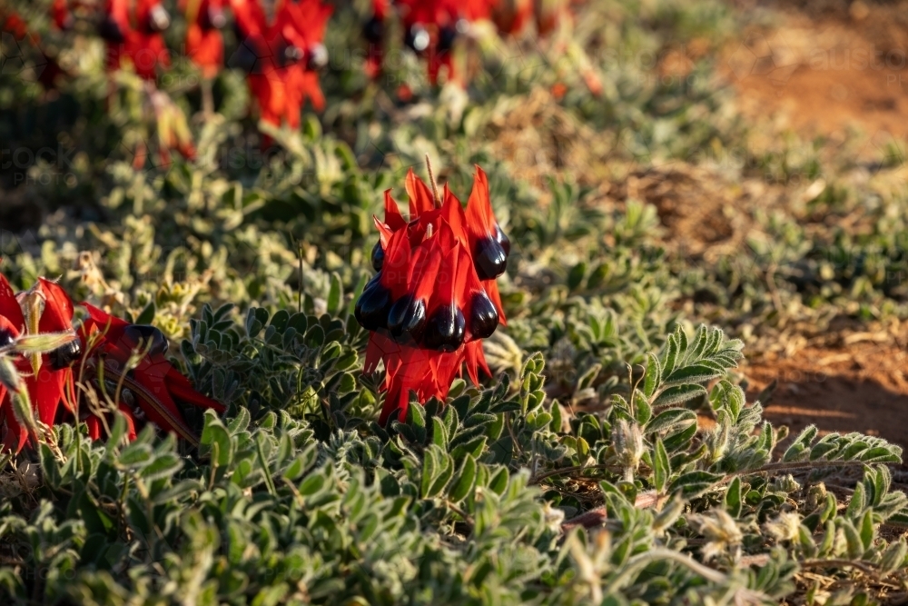 Sturt's desert pea flower on carpet of leaves - Australian Stock Image