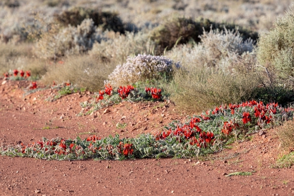 Sturt's desert pea flowering at edge of a red dirt road - Australian Stock Image