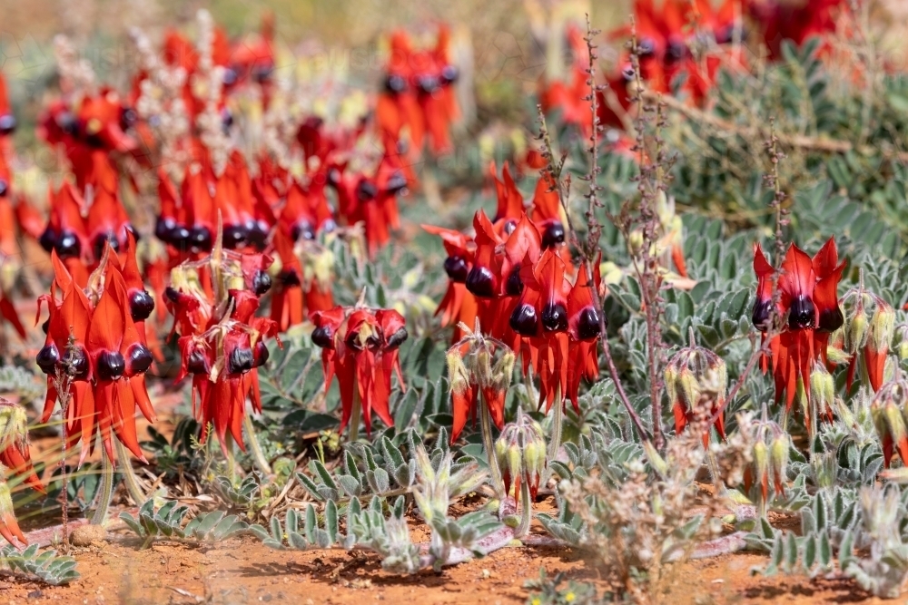 Sturt's desert pea flowering in the wild - Australian Stock Image