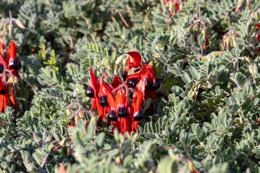 Sturt's desert pea flowers among green leaves - Australian Stock Image