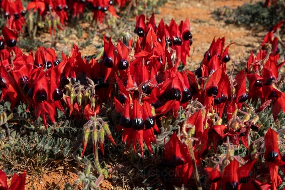 Sturt's desert pea flowers - Australian Stock Image
