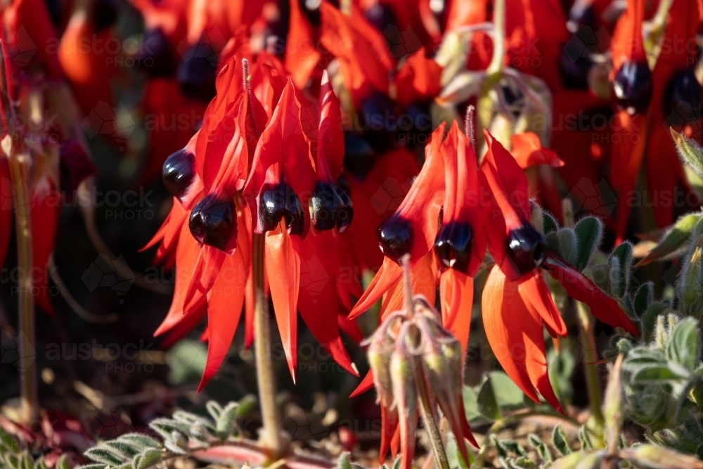 Sturt's desert pea flowers - Australian Stock Image
