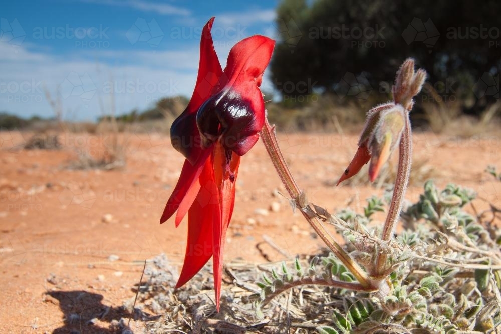 Sturt's Desert Pea in flower - Australian Stock Image