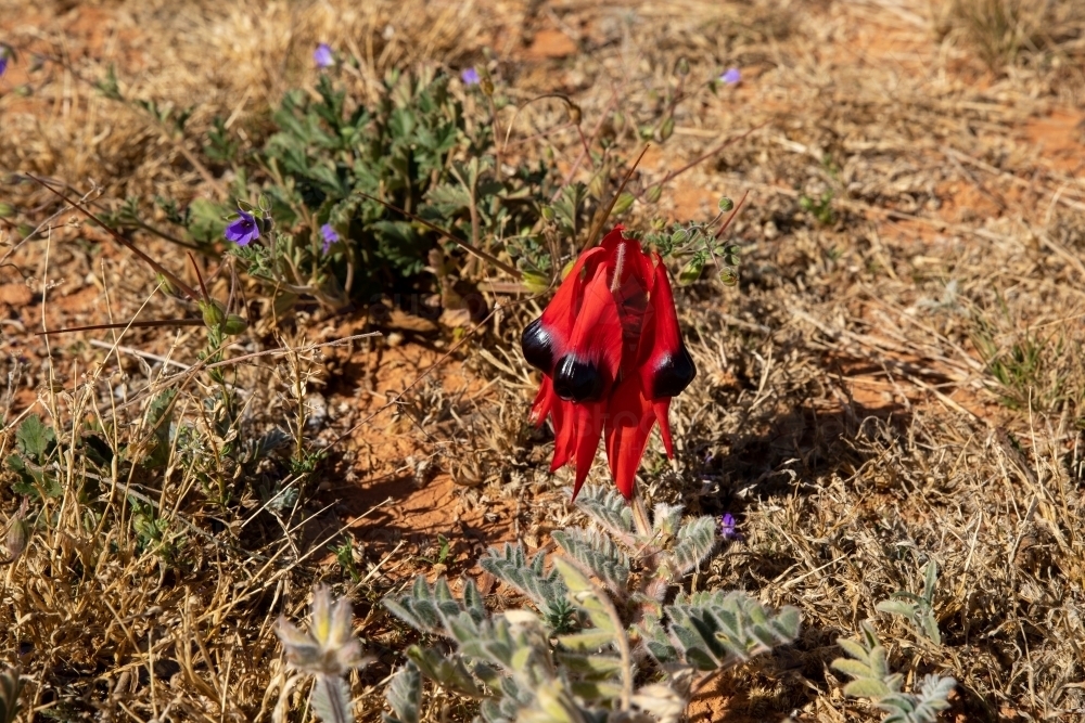 Sturt's desert pea in flower - Australian Stock Image