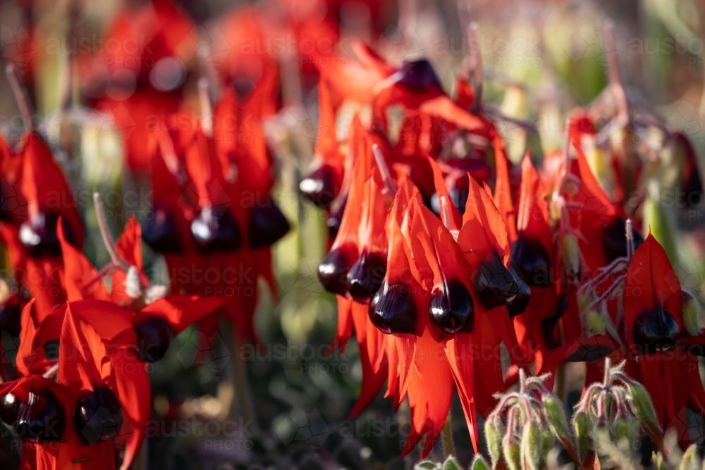 Sturt's desert pea in flower - Australian Stock Image