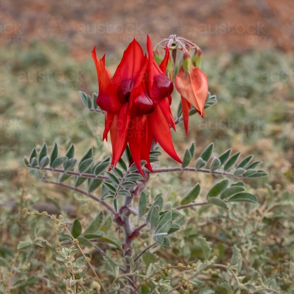 Sturt's Desert Pea (Swainsona formosa) - plant of red flowers growing in natural setting - Australian Stock Image