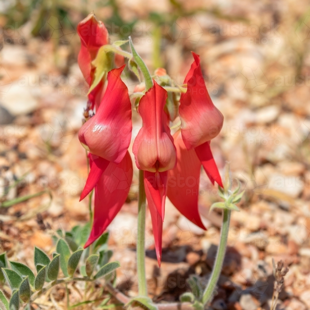 Sturt's Desert Pea (Swainsona formosa) wildflower growing out of dry ground in Western Australia - Australian Stock Image