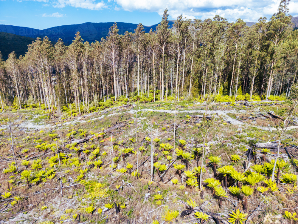 STYX VALLEY, AUSTRALIA - FEBRUARY 20: Forestry Tasmania continues logging of Southwest National Park - Australian Stock Image