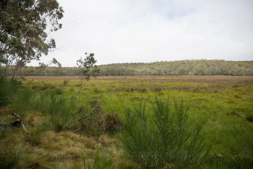 Subalpine grassland on overcast day - Australian Stock Image