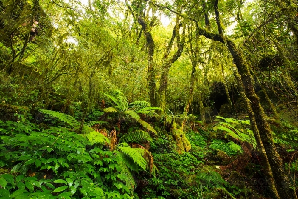 Subtropical rainforest of the New England area - Australian Stock Image