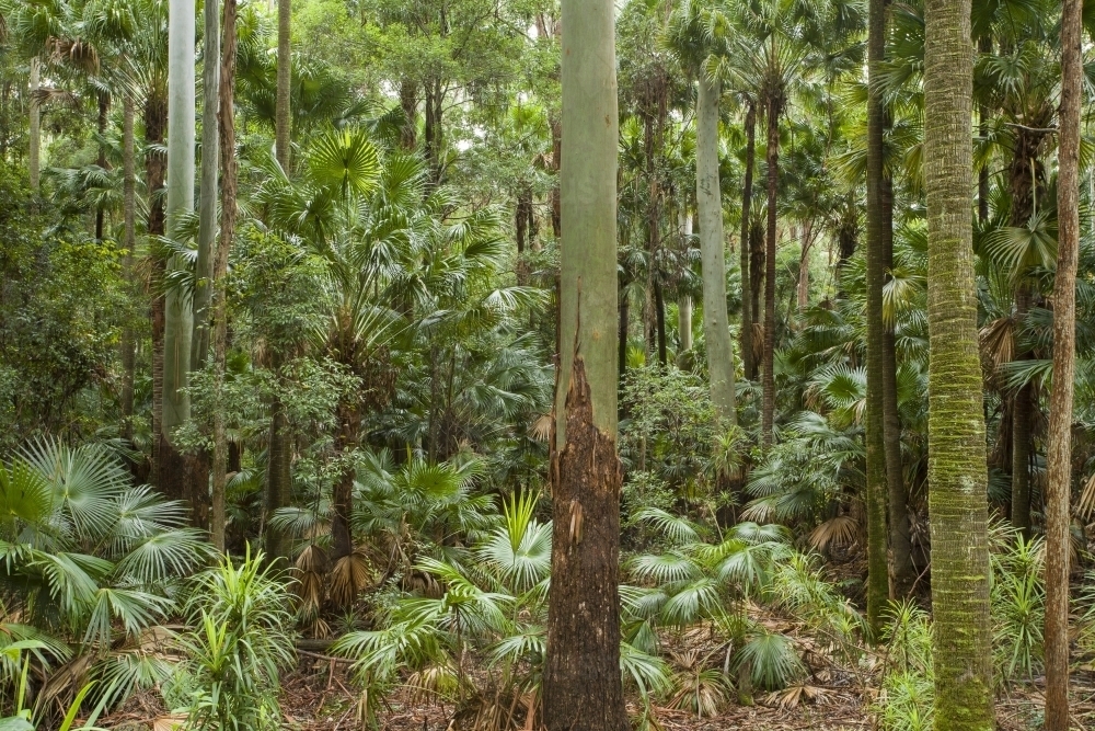 Subtropical rainforest with tall eucalyptus and palms - Australian Stock Image