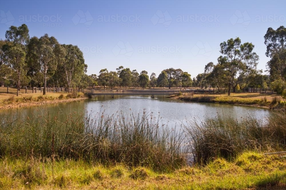 Suburban lake with native grasses in foreground and gum trees in background - Australian Stock Image
