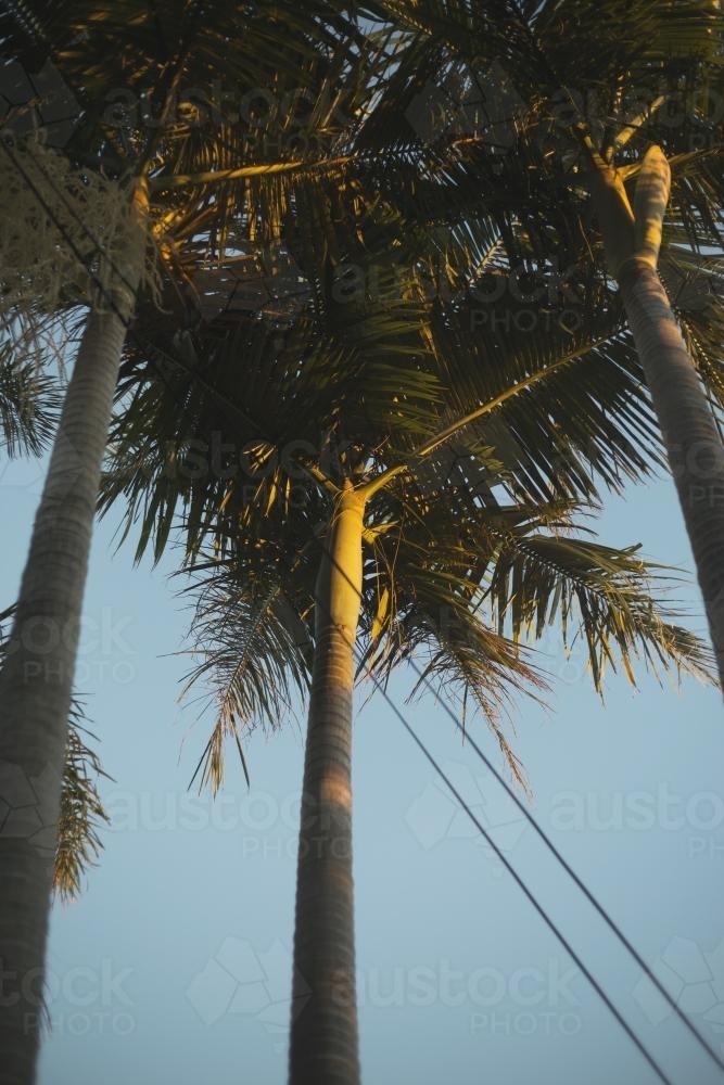 Suburban Palm Trees - Australian Stock Image