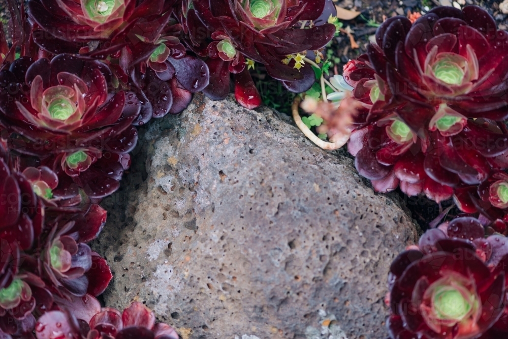 Succulent and stone background - Australian Stock Image