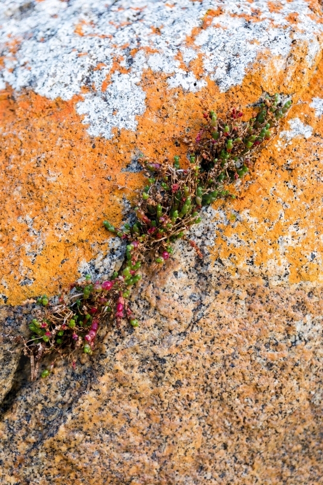 succulent growing from crack in lichen covered rock - Australian Stock Image
