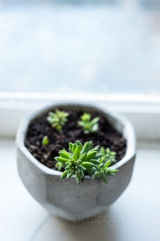 Succulent in a concrete pot by the window - Australian Stock Image