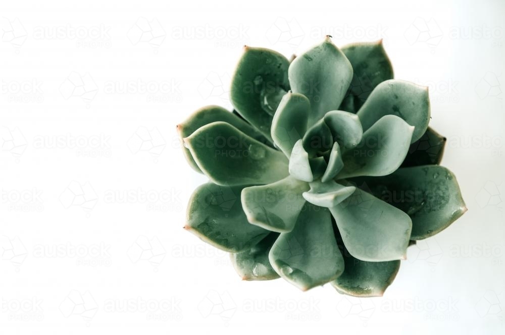 Succulent isolated on white background - Australian Stock Image