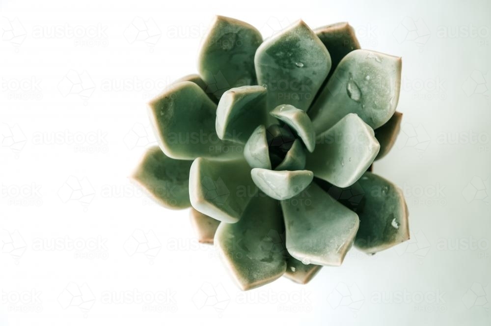Succulent isolated on white background with water droplets - Australian Stock Image