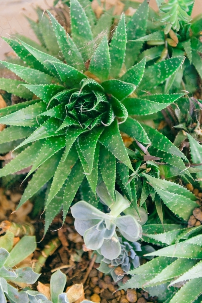 succulent plant - Australian Stock Image