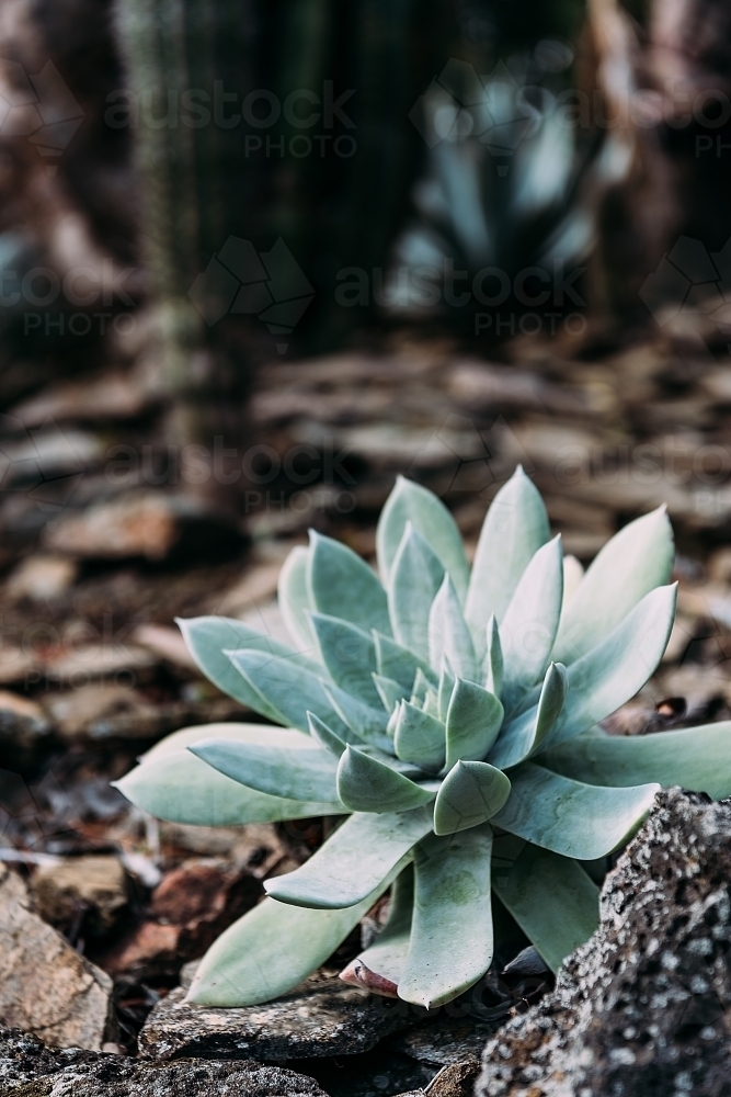 succulent plant - Australian Stock Image