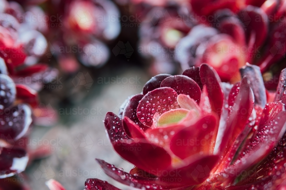 Succulent plant in natural sun light on blurred background - Australian Stock Image