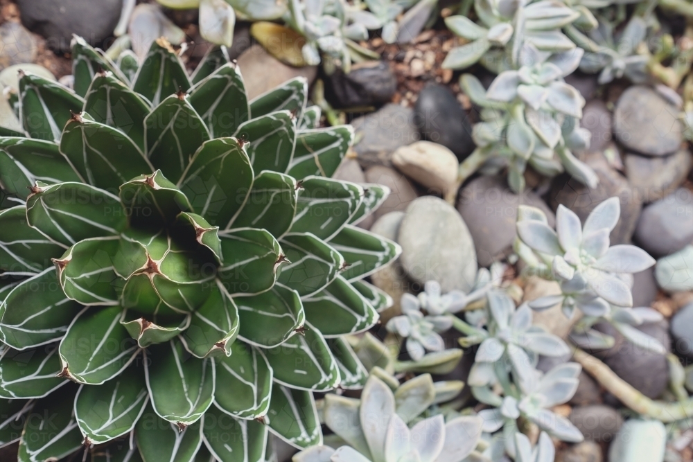 Succulent plant with rock garden background - Australian Stock Image