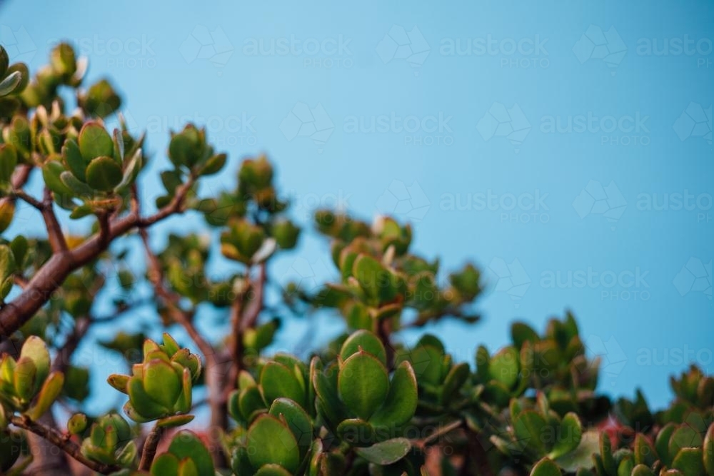 Succulents against blue wall - Australian Stock Image