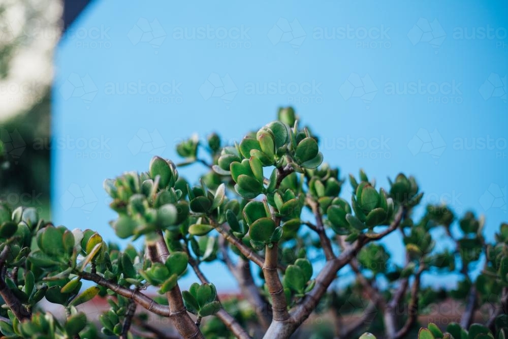 Succulents against blue wall - Australian Stock Image