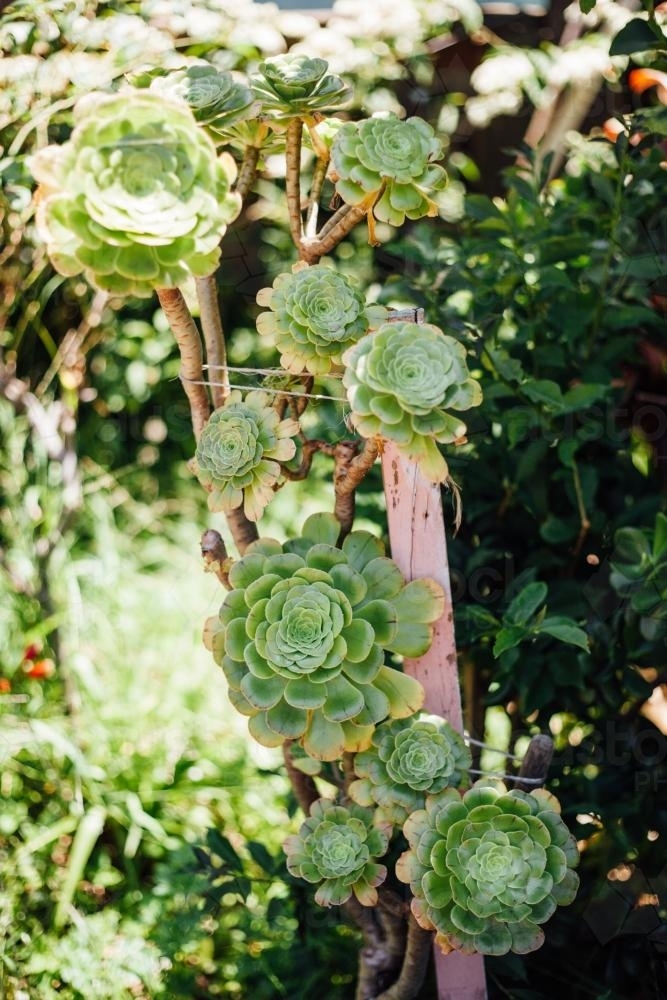 Succulents - Australian Stock Image