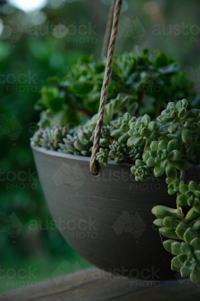 Succulents in outdoor pot - Australian Stock Image