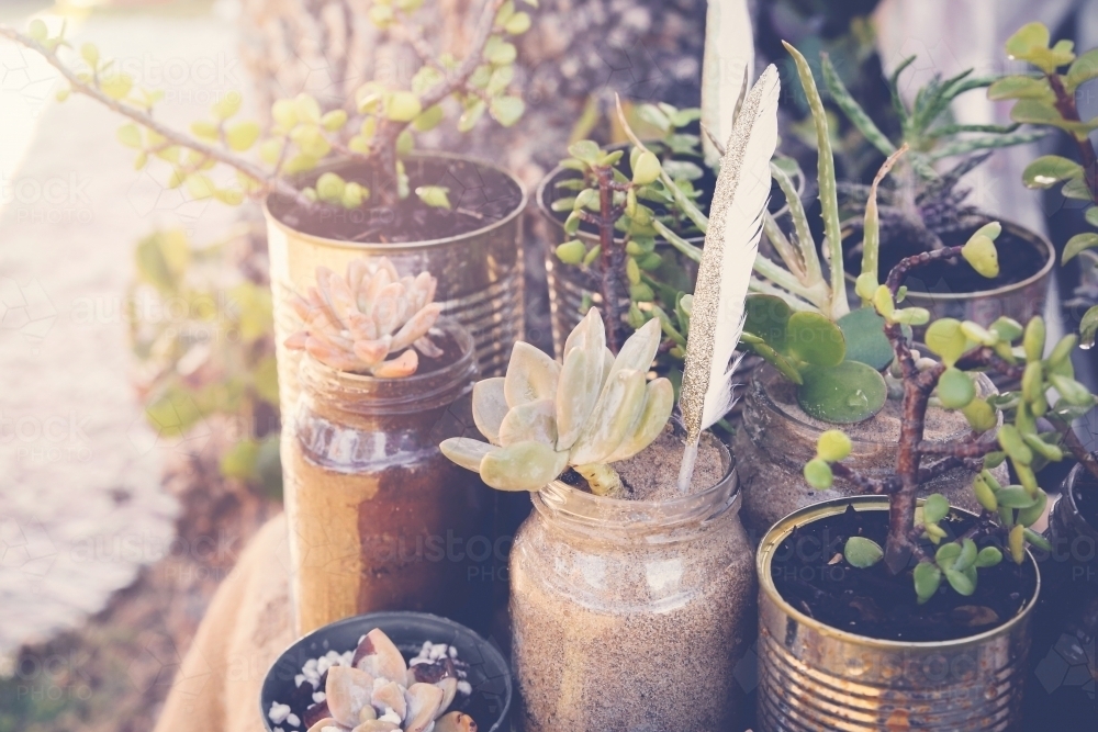 Succulents in rustic tins, Eco and reuse concept - Australian Stock Image