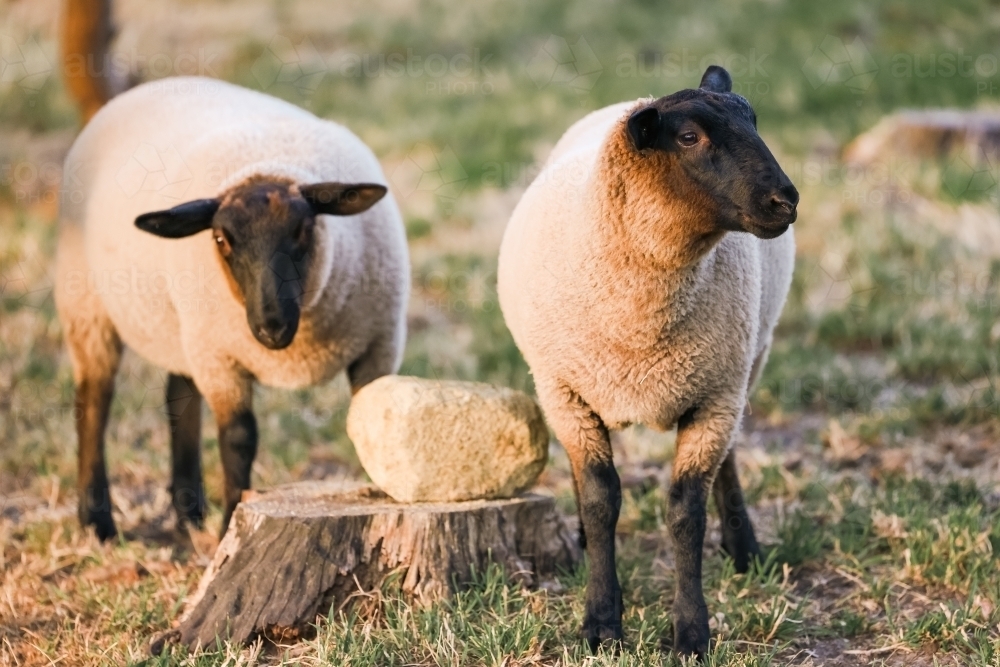 Suffolk breed sheep grazing in field - Australian Stock Image