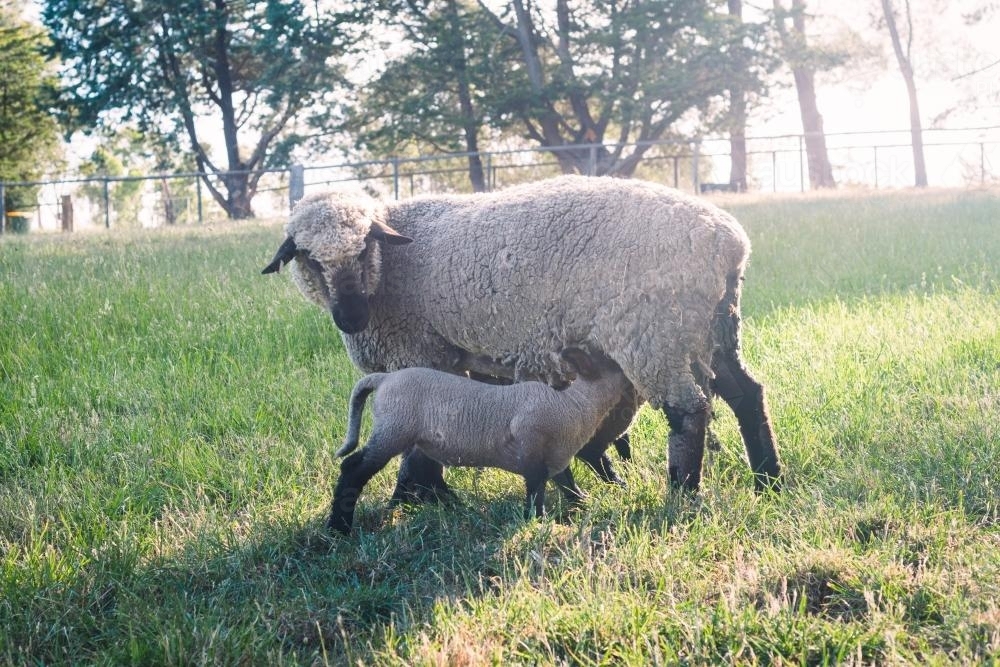 suffolk ewe with her lamb - Australian Stock Image