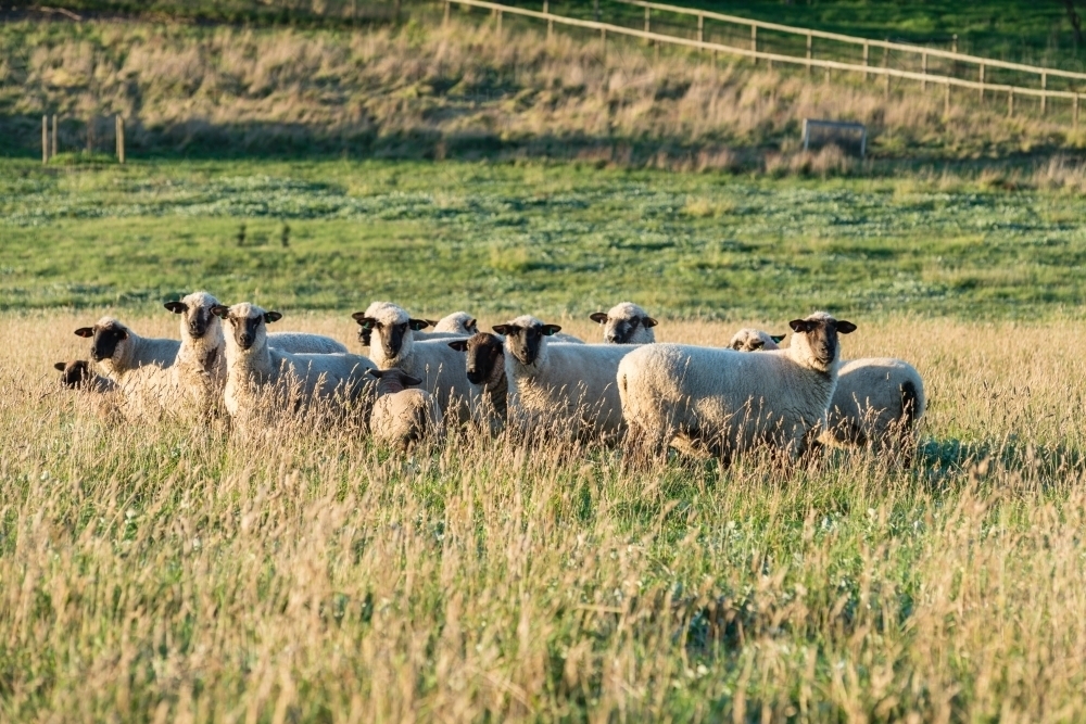suffolk ewes on a farm - Australian Stock Image