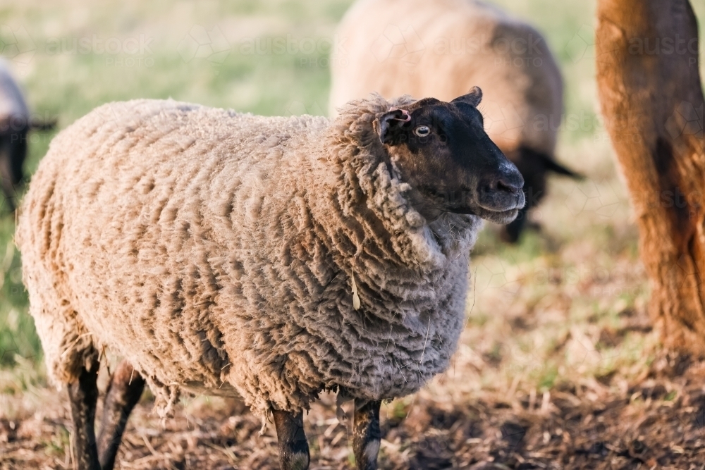 Suffolk sheep in farm paddock - Australian Stock Image