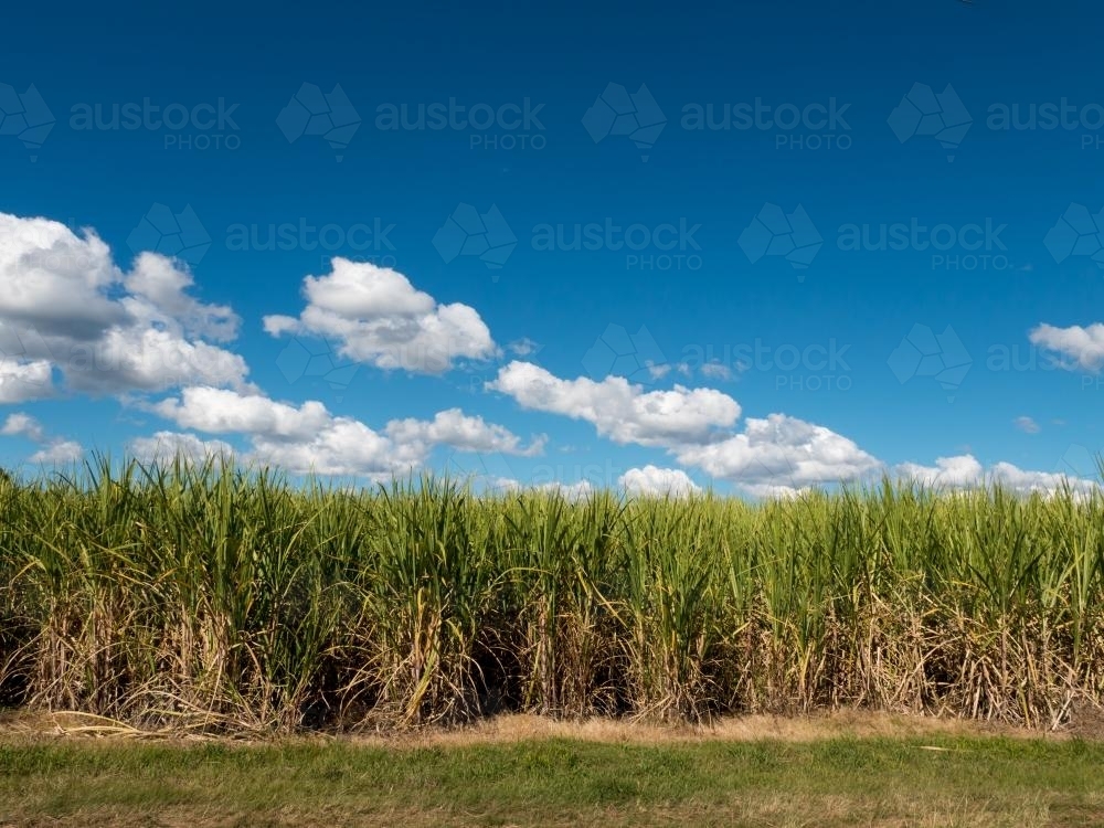 Sugar cane plants growing under vivid blue sky - Australian Stock Image