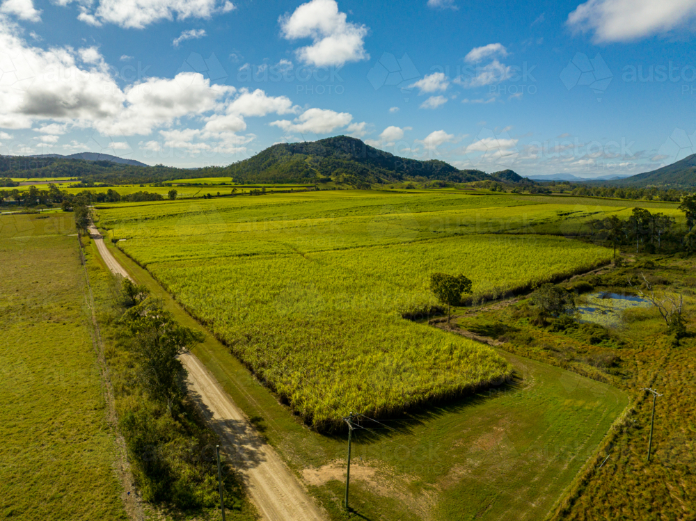 Sugarcane field - Australian Stock Image