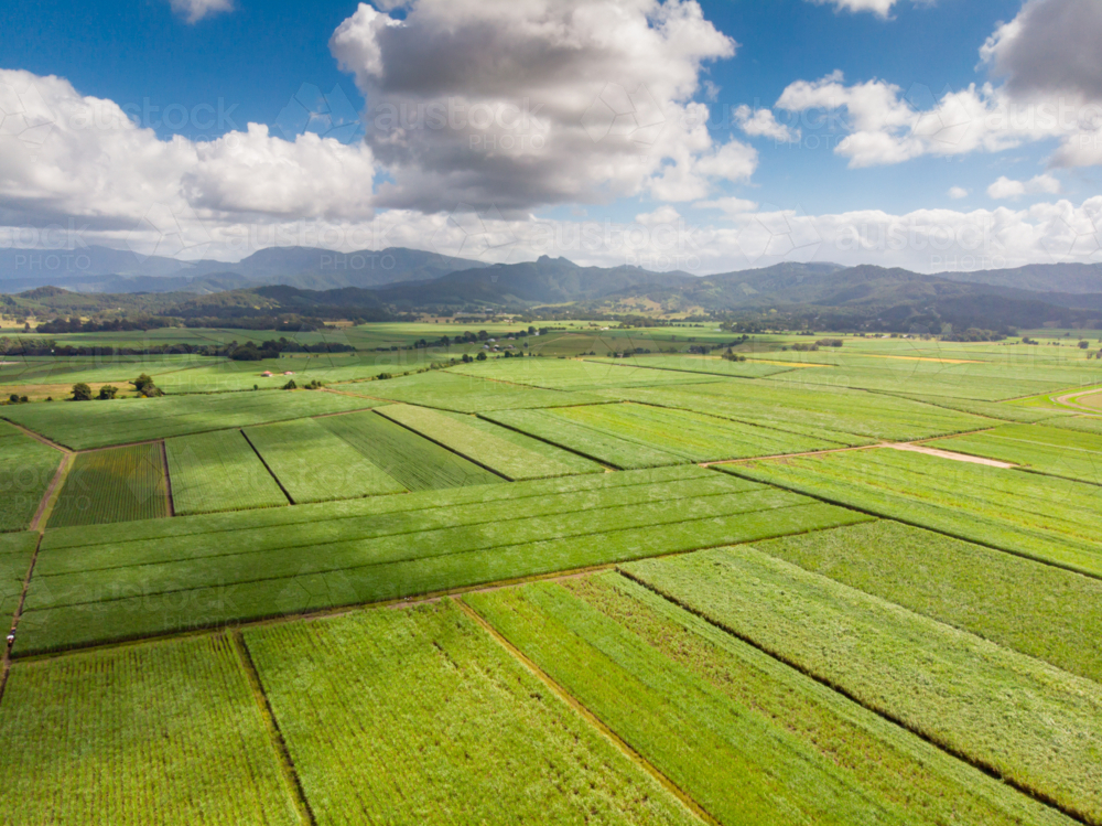 Sugarcane fields near the town of Murwillumbah and Wollumbin National Park (Mt Warning) in rural NSW - Australian Stock Image
