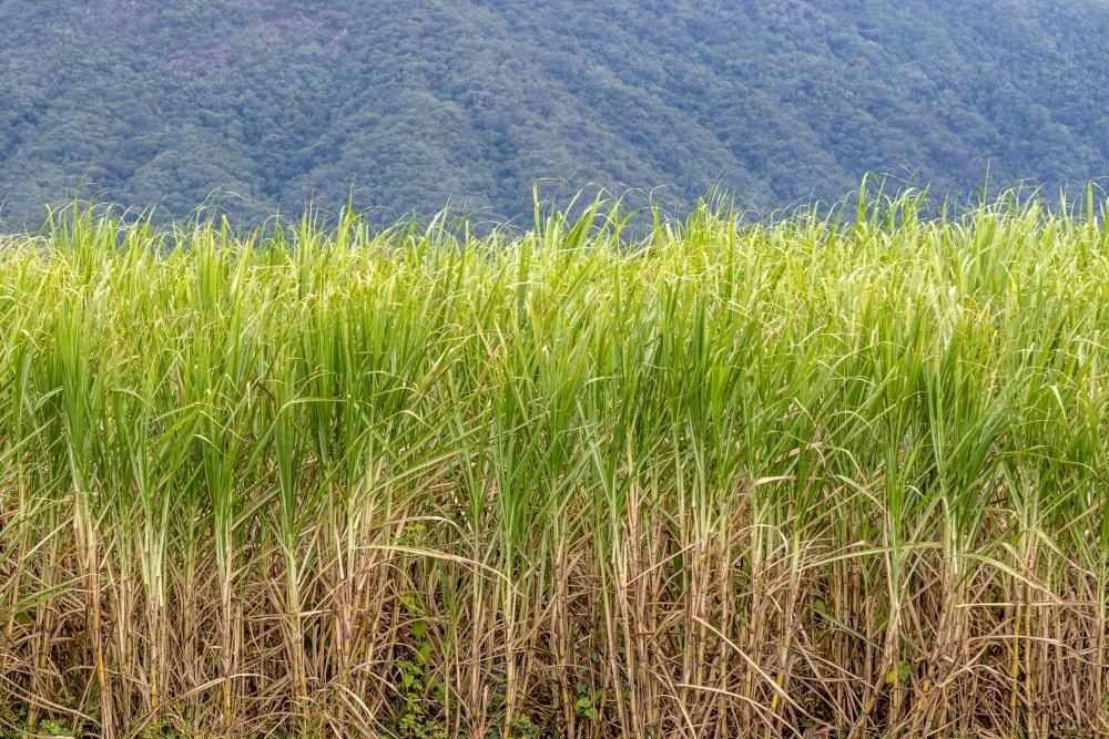 Sugarcane with mountain background - Australian Stock Image