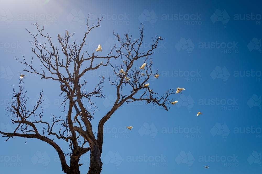 Sulfur crested cockatoos leave the roost - Australian Stock Image