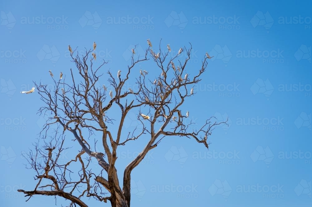 Sulfur crested cockatoos roosting - Australian Stock Image