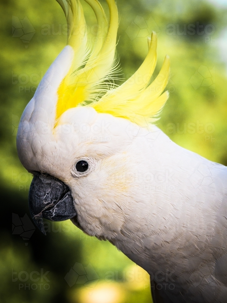 sulphur crested cockatoo sulphur crested cockatoo